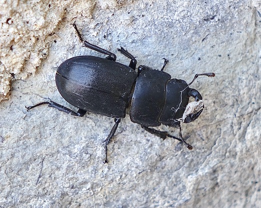 lesser stag beetle